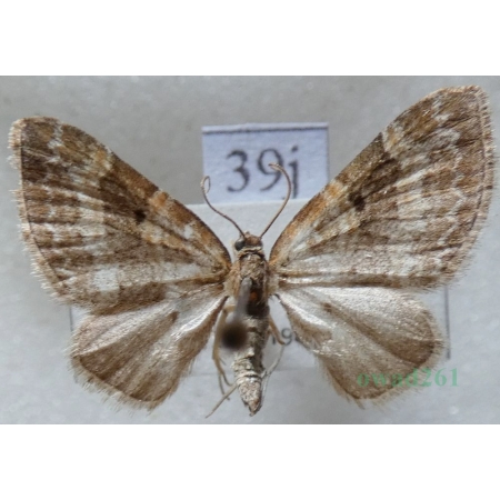 Pterapherapteryx sexalata (Retzius, 1783) Płatynka wierzbówka Slovakia39j
